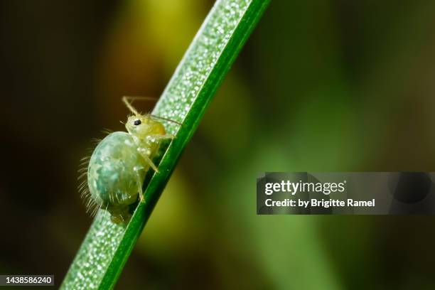 collembola - collembola stock pictures, royalty-free photos & images
