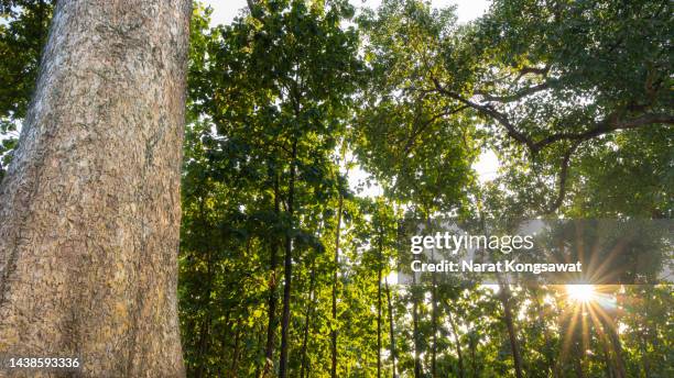 a huge perennial in the heart of a dense forest. perhaps cut down for invasion - occupy stock pictures, royalty-free photos & images