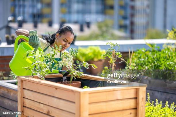 hispanische frau gießt pflanzen auf dachgarten - hochbeet stock-fotos und bilder