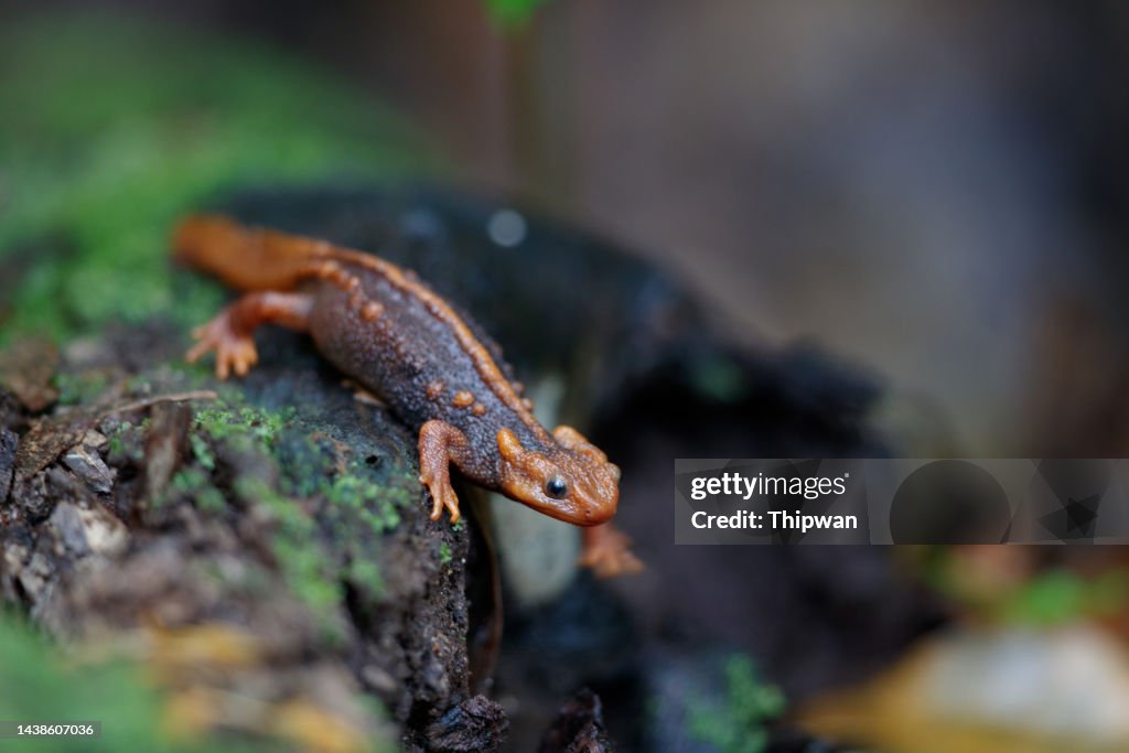 Animal Adult Himalayan Newt Crocodile Newt Himalayan Salamander Or Red  Knobby Newt High-Res Stock Photo - Getty Images