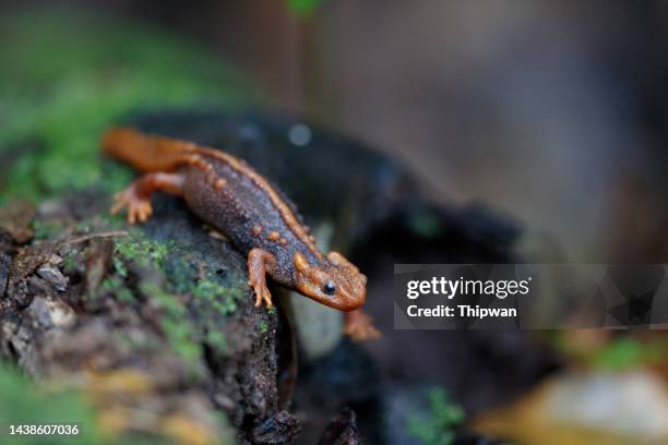 animal : adult himalayan newt (tylototriton verrucosus), crocodile newt, himalayan salamander, or red knobby newt. - chameleon tongue stock pictures, royalty-free photos & images