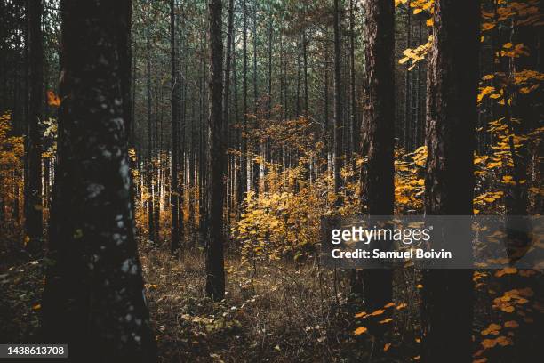 trees with yellow leaves in the middle of green pines - drome stock pictures, royalty-free photos & images