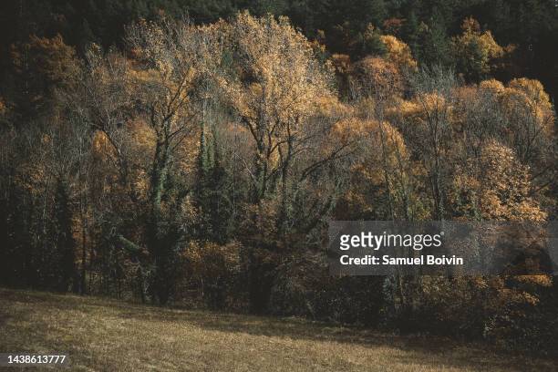 a forest with dead leaves on the edge of a meadow - drome stock pictures, royalty-free photos & images