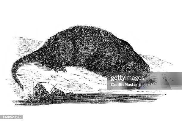 common otter - european otter stock illustrations