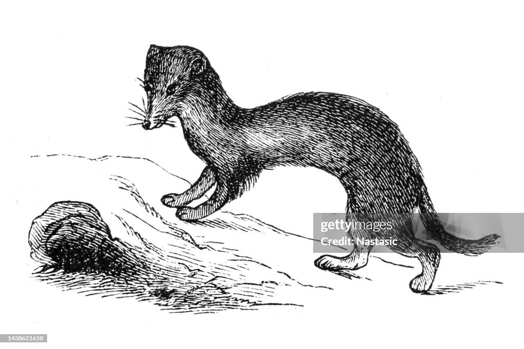 Common weasel