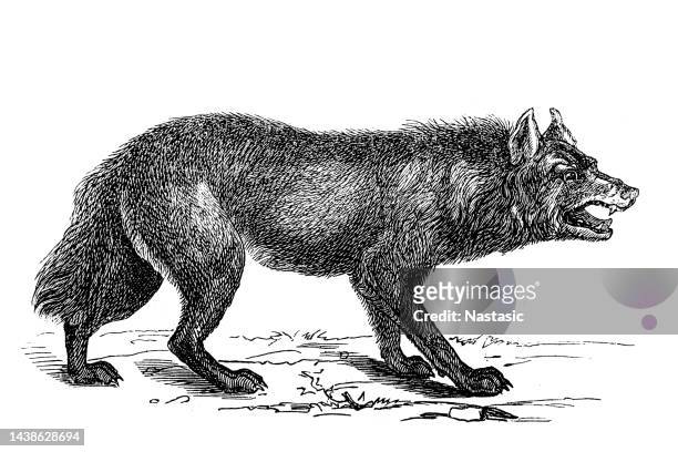 vintage grey wolf (canis lupus) - wolfpack stock illustrations