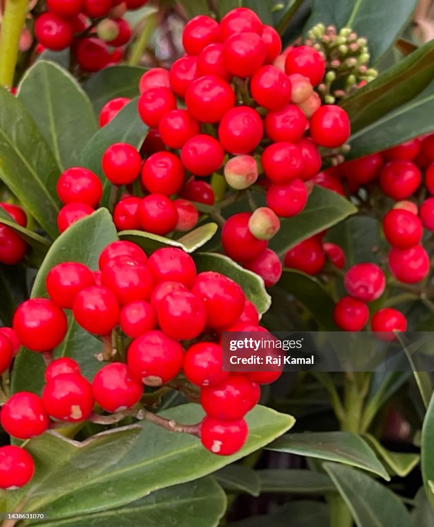 Japanese Skimmia Skimmia Japonica The Japanese Skimmia Rutaceae Red japanese-skimmia-skimmia-japonica-the-japanese-skimmia-rutaceae-red