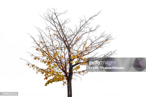 tree in autumn - tronco fotografías e imágenes de stock