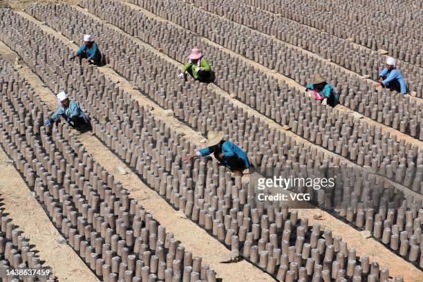 Farmers arrange cylindrical packets of substrate containing black fungus spores at an edible mushrooms farm on November 2, 2022 in Rongjiang County,...