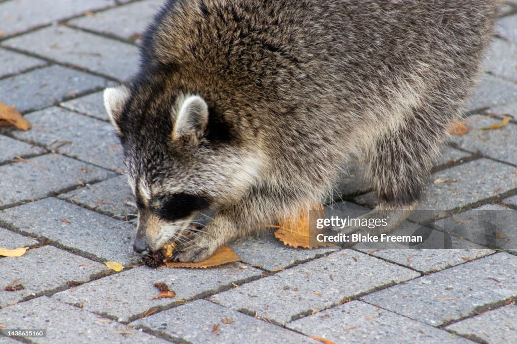 Leaf Racoon Raccoon Eating A Leaf High-Res Stock Photo - Getty Images