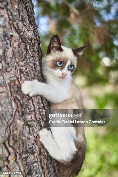 little kitten embracing a tree trunk - clingy cat stock pictures, royalty-free photos & images