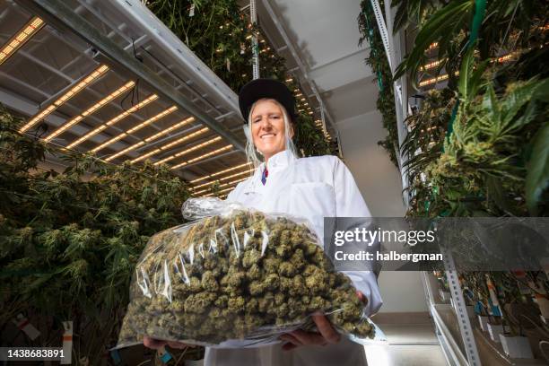 low angle portrait of woman holding out bag of harvested marijuana amid growing plants - cannabis business stock pictures, royalty-free photos & images