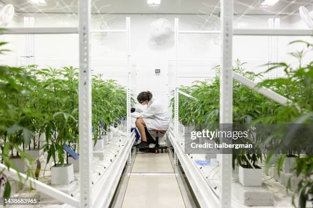 botaniker markiert cannabispflanzen im industriellen anbaubetrieb - cannabinoid stock-fotos und bilder