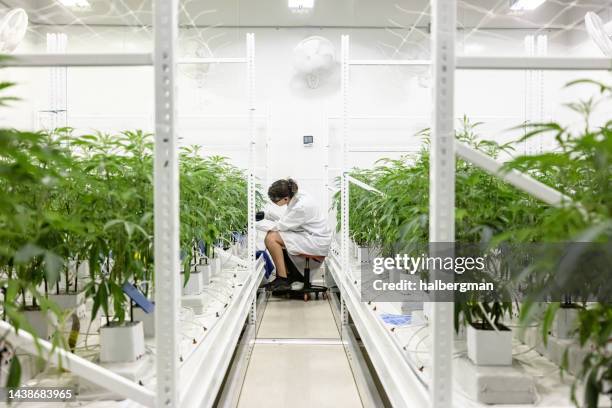 産業栽培事業で大麻植物にタグ付けする植物学者 - 大麻 マリファナ ストックフォトと画像