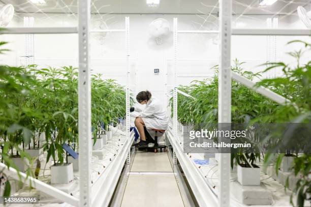 botanist tagging cannabis plants at industrial growing operation - marijuana 個照片及圖片檔