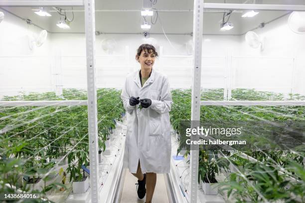 fröhliche frau steht zwischen reihen junger marihuana-pflanzen im hydroponischen anbauraum - cannabinoid stock-fotos und bilder