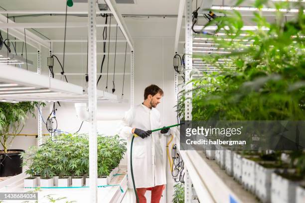 un travailleur pulvérise de jeunes plants de cannabis dans une salle de culture à plusieurs niveaux - botaniste photos et images de collection