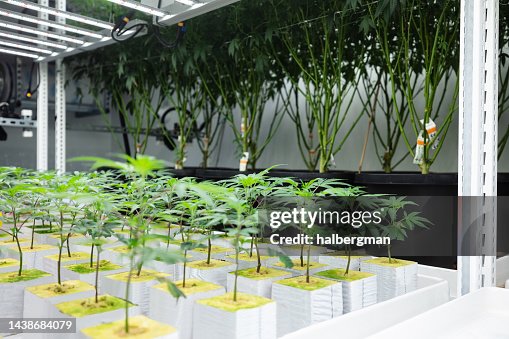 Plants at Different Stages of Growth at Industrial Marijuana Operation Plants at Different Stages of Growth at Industrial Marijuana Operation