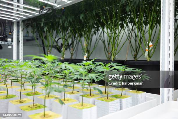 plants at different stages of growth at industrial marijuana operation - hydroponic cannabis stock pictures, royalty-free photos & images