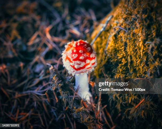 close-up of fly agaric mushroom on field,plymouth,united kingdom,uk - amanita parcivolvata stock pictures, royalty-free photos & images