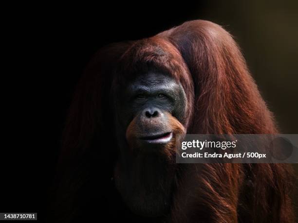 close-up of monkey against black background - orang utan stock-fotos und bilder