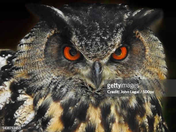 close-up portrait of great horned eagle owl,united kingdom,uk - eurasian eagle owl stockfoto's en -beelden