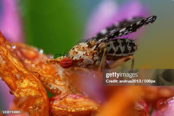 close-up of insect on flower - artrópodo fotografías e imágenes de stock
