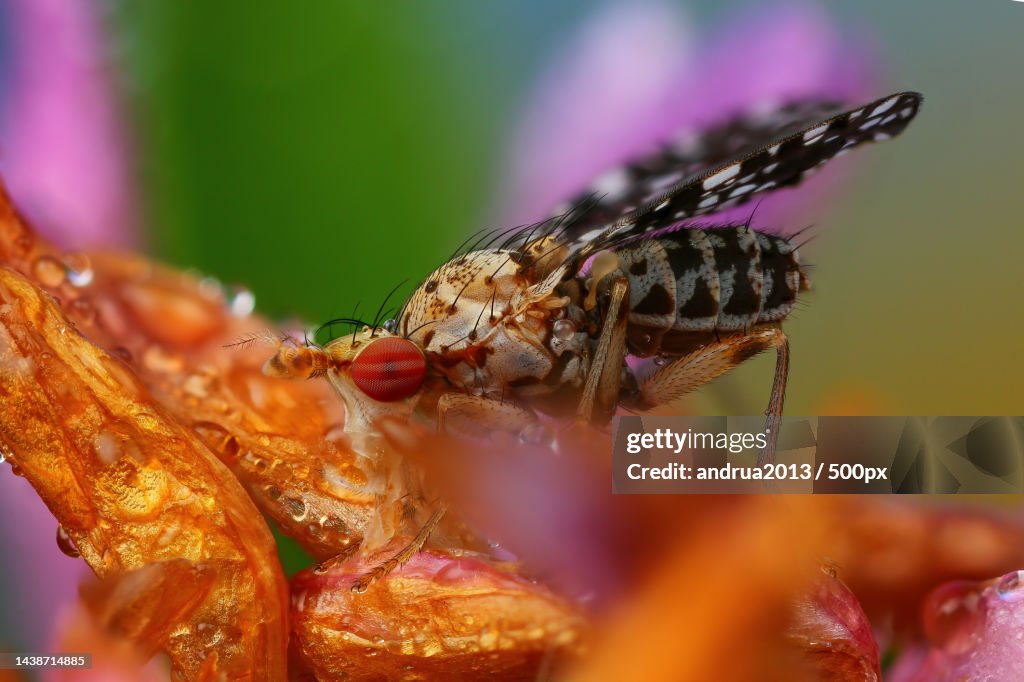 Close-up of insect on flower