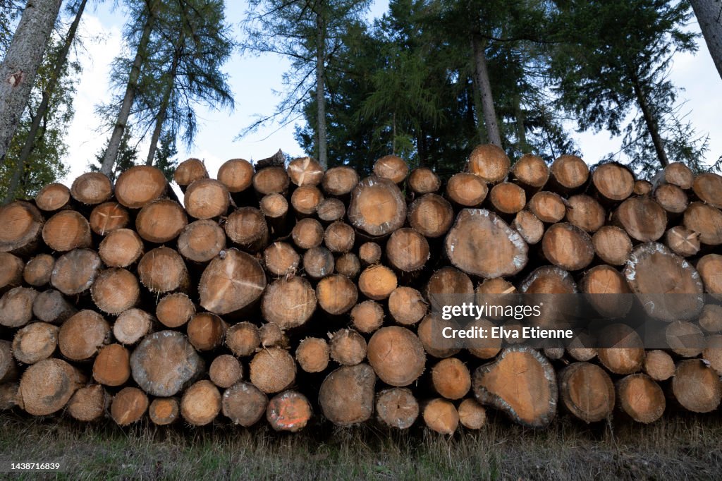 Check Log Tree Numerous Felled Tree Logs Stacked Neatly Along A Path Through A Forest ...