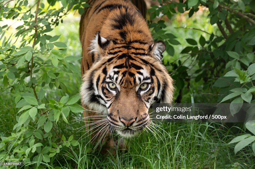 Portrait of tiger standing in forest,Smarden,Ashford,United Kingdom,UK