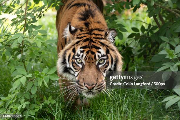 portrait of tiger standing in forest,smarden,ashford,united kingdom,uk - animals in the wild stock pictures, royalty-free photos & images