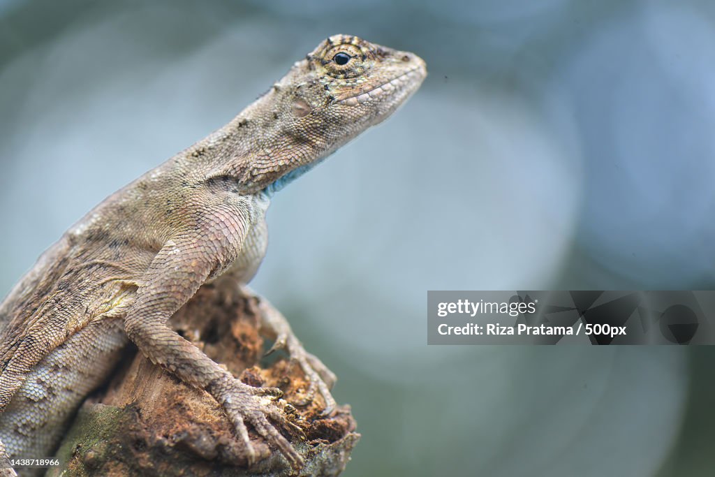 Close-up of lizard on table,Surakarta City,Central Java,Indonesia