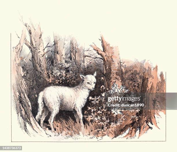 the lamb lost in the woods, victorian art - sheep stock illustrations