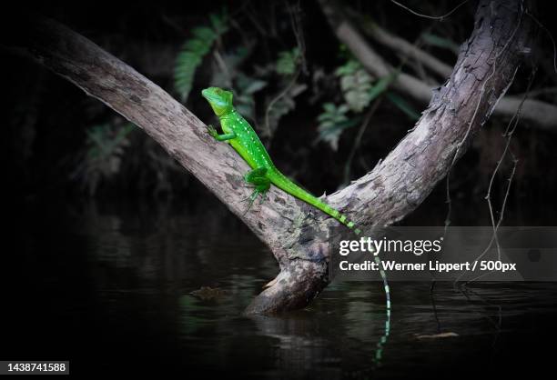 close-up of tree trunk in lake,costa rica - basilisk stock-fotos und bilder