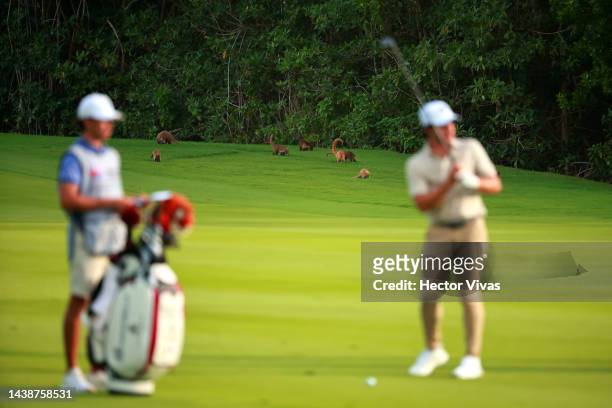 Coatimundi scurry across the course as Sebastian Vazquez of Mexico prepares to make a shot on the 5th hole during the first round of the World Wide...