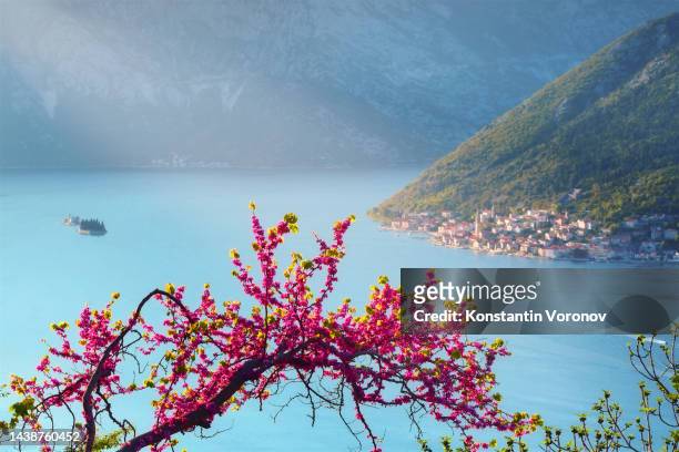 daytime view of the bay of kotor. a beam of light illuminates the town of perast and  the islands of st. george and our lady of the rocks. popular travel cruise destination. in the foreground a branch with pink flowers - adriatic sea stock pictures, royalty-free photos & images