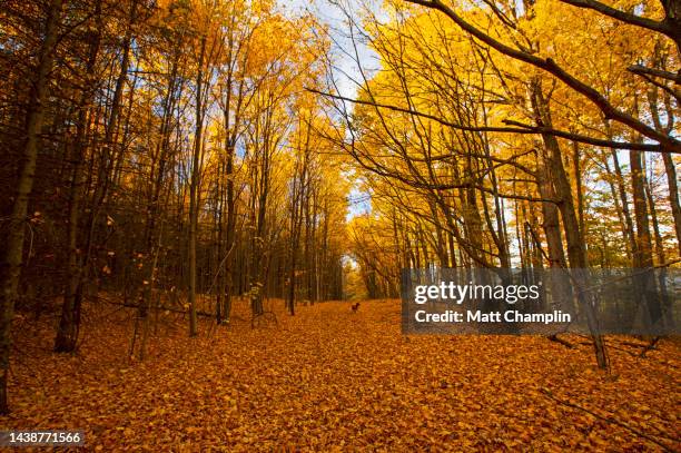 colorful autumn forest with fallen leaves - syracuse ストックフォトと画像