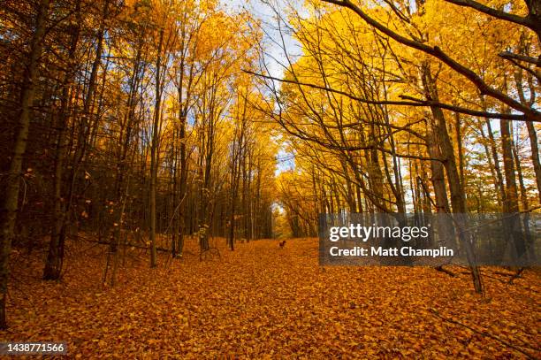colorful autumn forest with fallen leaves - syracuse new york stock pictures, royalty-free photos & images