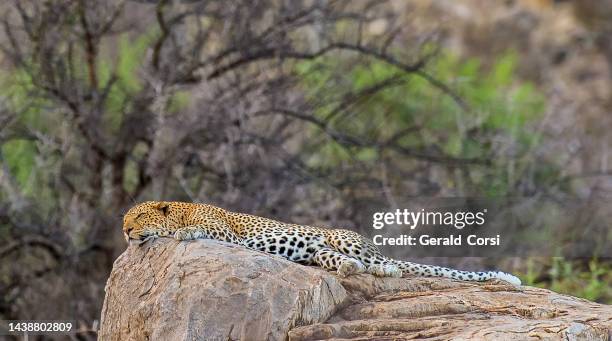 the african leopard (panthera pardus pardus) is a leopard subspecies occurring across most of sub-saharan africa. samburu national reserve, kenya. sleeping. - samburu imagens e fotografias de stock