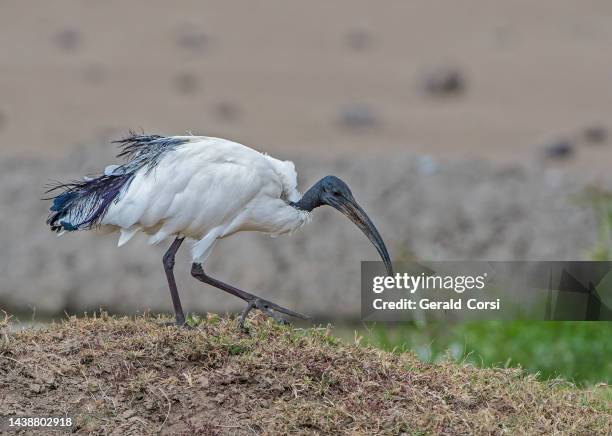 the african sacred ibis (threskiornis aethiopicus) is a species of ibis. ol pejeta conservancy, kenya. - ibis stockfoto's en -beelden