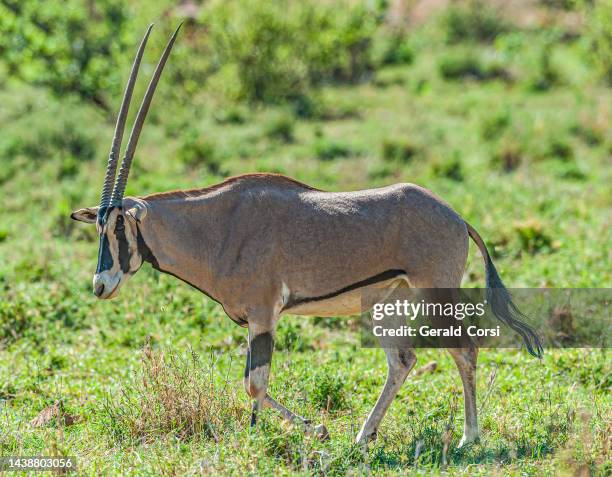Beisa East African Oryx Photos and Premium High Res Pictures - Getty Images