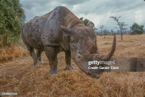 the black rhinoceros or hook-lipped rhinoceros (diceros bicornis) is a species of rhinoceros, native to eastern and southern africa. ol pejeta conservancy also called sweetwaters game reserve, kenya - ol pejeta conservancy stock pictures, royalty-free photos & images