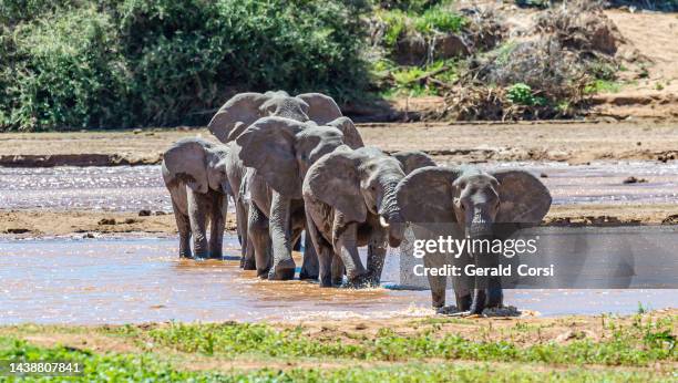 the african bush elephant or african savanna elephant (loxodonta africana). samburu national reserve. a female group crossing the river. - female bush photos stockfoto's en -beelden