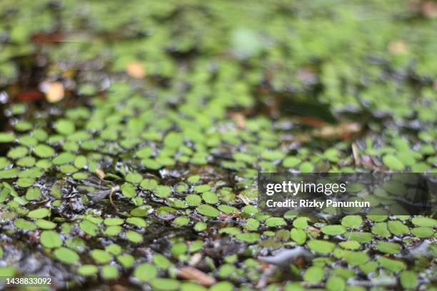 water plants in the pond (salvinia auriculata) - salvinia stock pictures, royalty-free photos & images
