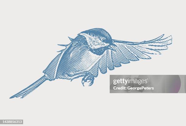 black capped chickadee flying - chickadee stock illustrations