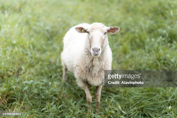 portrait of sheep grazing in a field - ewe stock pictures, royalty-free photos & images