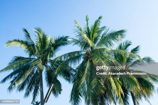 coconut tree - palm tree stockfoto's en -beelden