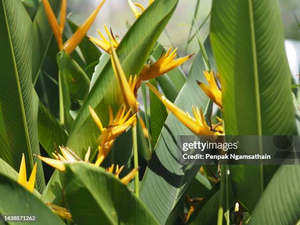 bird of paradise yellow flower - exotic flower bouquets stock pictures, royalty-free photos & images