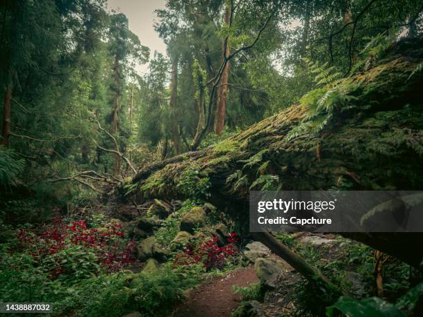 lush green forests and tropical plants - temperate rainforest stock pictures, royalty-free photos & images