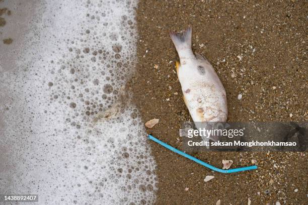 dead fish on a beach surrounded by washed up garbage. - ugly animal stock pictures, royalty-free photos & images